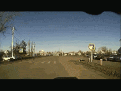 кот на зебре.gif