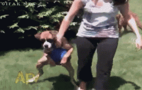 собака с мячом.gif