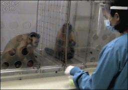обезьяна.gif