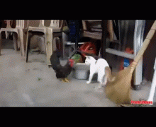 петух и кот.gif