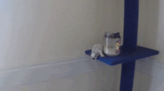 белка-летяга.gif