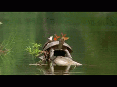 черепаха.gif
