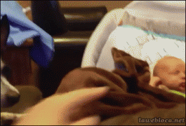 пес и ребенок.gif