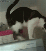 кот и холодильник.gif