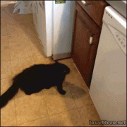 кот на кухне.gif