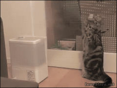 котик.gif