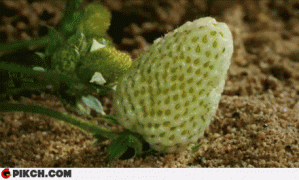 фрукты.gif