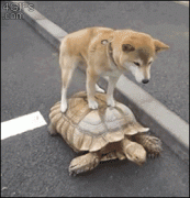 собака на черепахе.gif