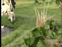 заяц и козленок.gif