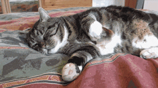 кот и цыпленок.gif