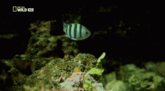скорпена.gif