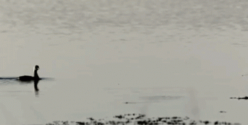 утка.gif
