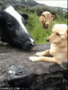 корова и пес.gif