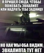 коала.jpg