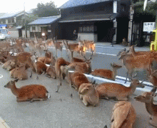 косули.gif