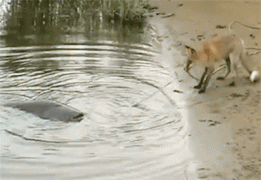 сом.gif