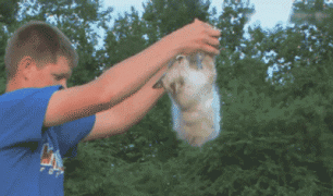кошка2.gif