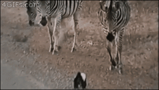 зебры.gif