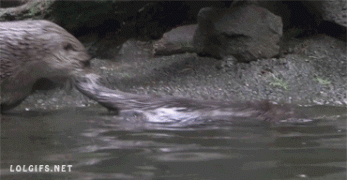 выдра.gif