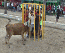 бык1.gif