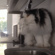 кот пьет.gif