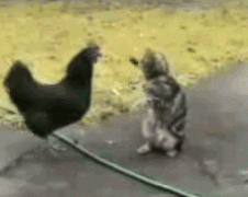 петух и котенок.gif