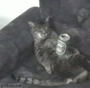 кот с пивом.gif