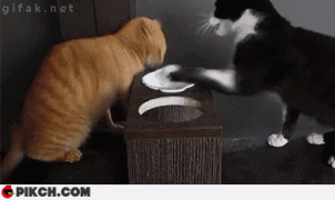 коты дерутся1.gif
