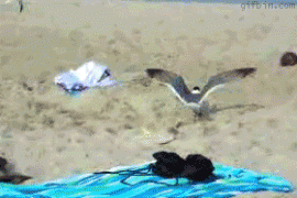 поймал.gif