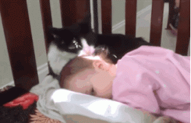 кот и ребенок.gif