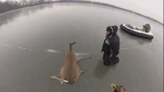 олени.gif