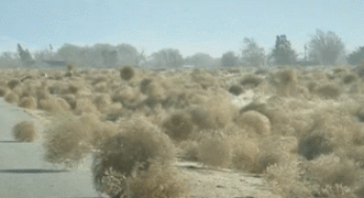 перекати-поле.gif