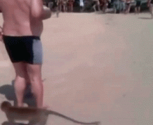 макаки.gif