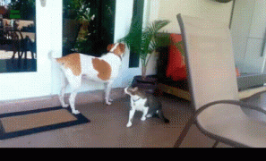 кот и дверь.gif