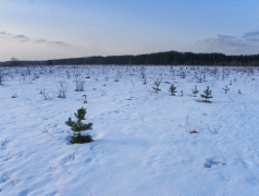 поле.gif