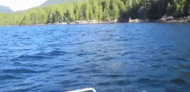 орел.gif