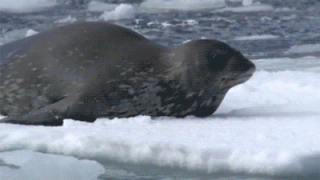 касатки.gif