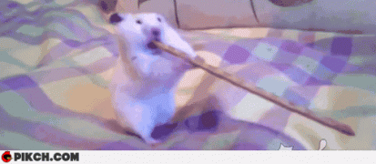 хомячок.gif