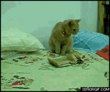 кот боится.gif