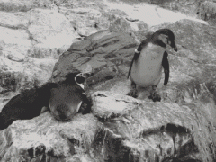 пингвин.gif