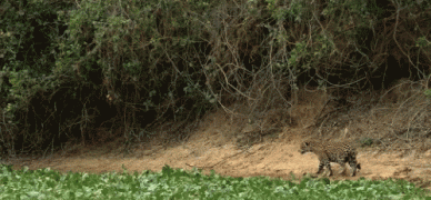 выдра1.gif