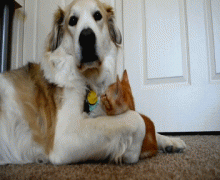 кот и пес.gif