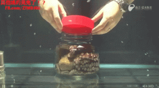 осьминог.gif