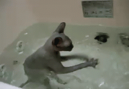 кот в ванне.gif
