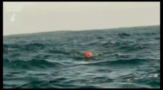 акула4.gif