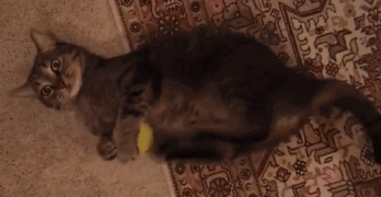 кот и мяч.gif