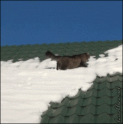 крыша.gif