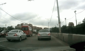 собаки.gif