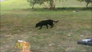 собака и кот.gif