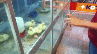 утята.gif